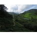 3D2N Cameron Highlands Package